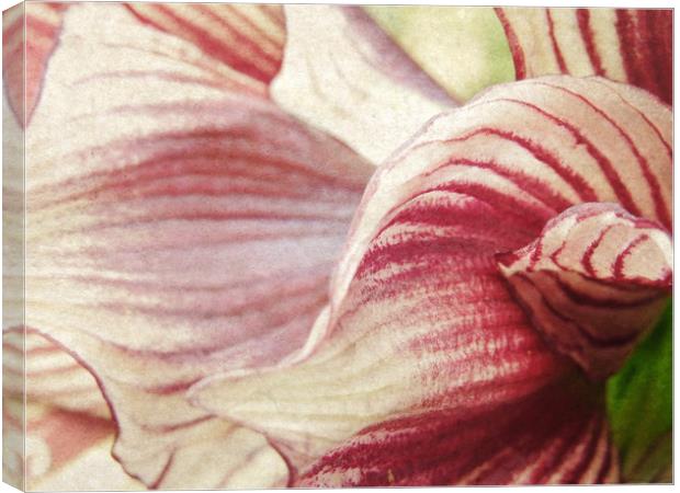 lily in stripes Canvas Print by Heather Newton