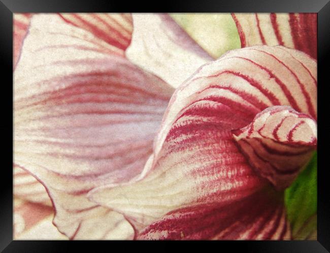 lily in stripes Framed Print by Heather Newton