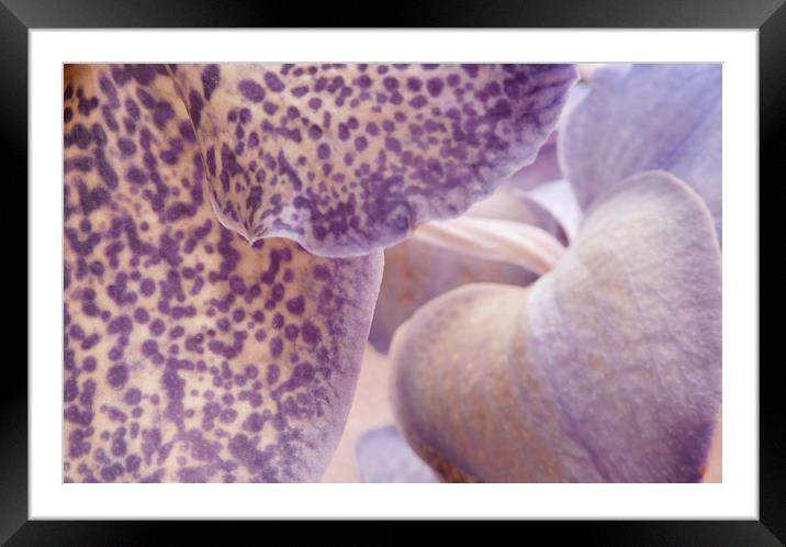 orchid abstracted Framed Mounted Print by Heather Newton
