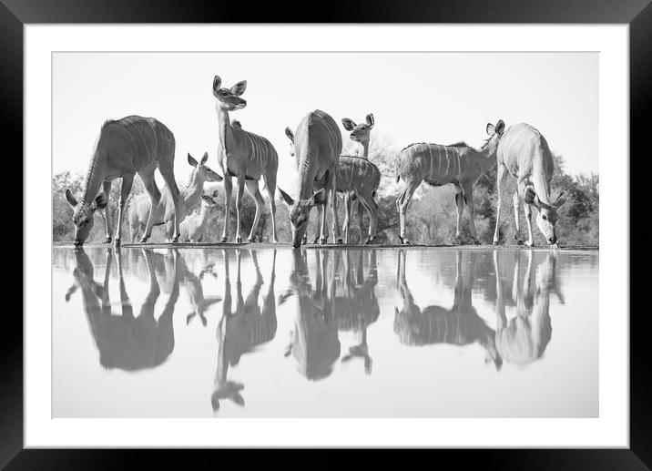 Kudu reflections Framed Mounted Print by Villiers Steyn