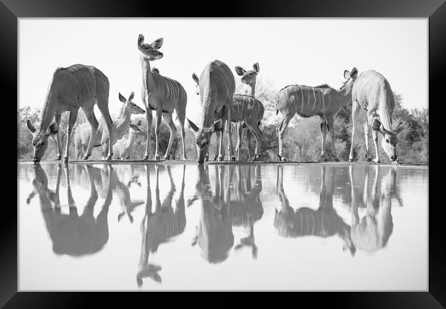 Kudu reflections Framed Print by Villiers Steyn