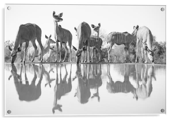 Kudu reflections Acrylic by Villiers Steyn