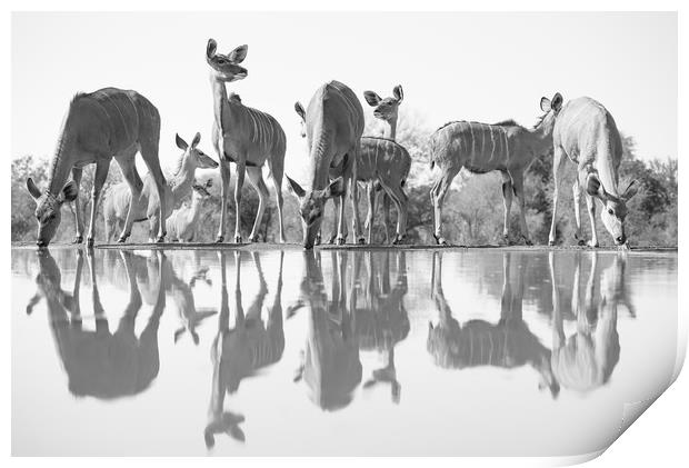 Kudu reflections Print by Villiers Steyn