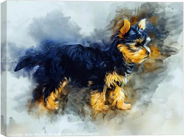 Yorkshire Terrier Canvas Print by Ian Mitchell