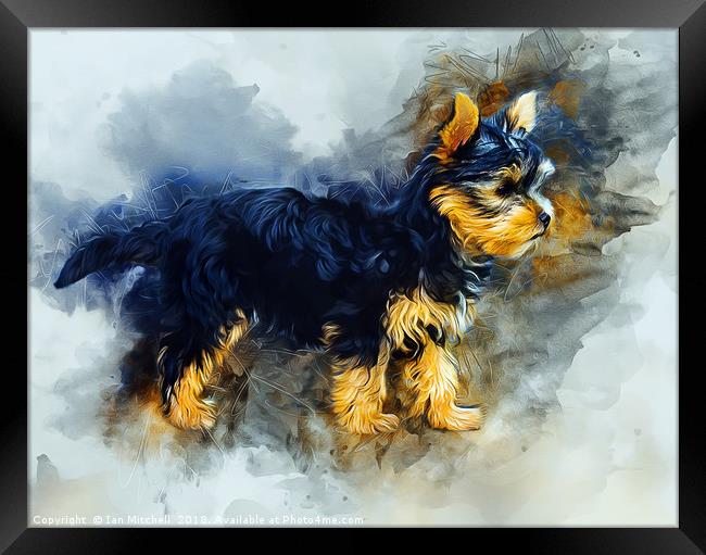 Yorkshire Terrier Framed Print by Ian Mitchell