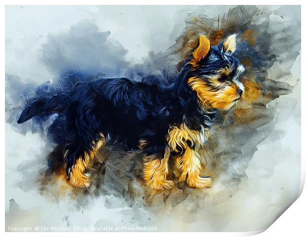 Yorkshire Terrier Print by Ian Mitchell