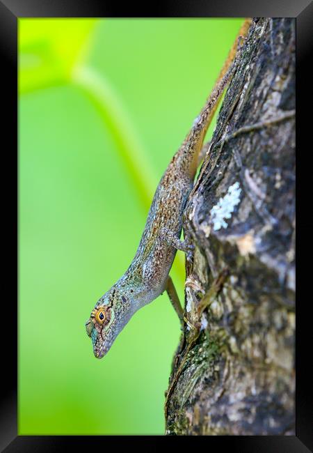 Gecko  Framed Print by chris smith