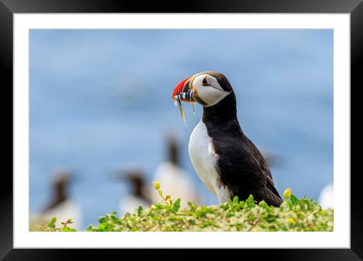 Puffins (Fratercula arctica)  Framed Mounted Print by chris smith