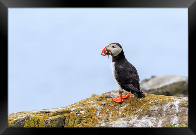 Puffins (Fratercula arctica)  Framed Print by chris smith
