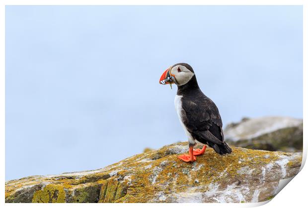 Puffins (Fratercula arctica)  Print by chris smith