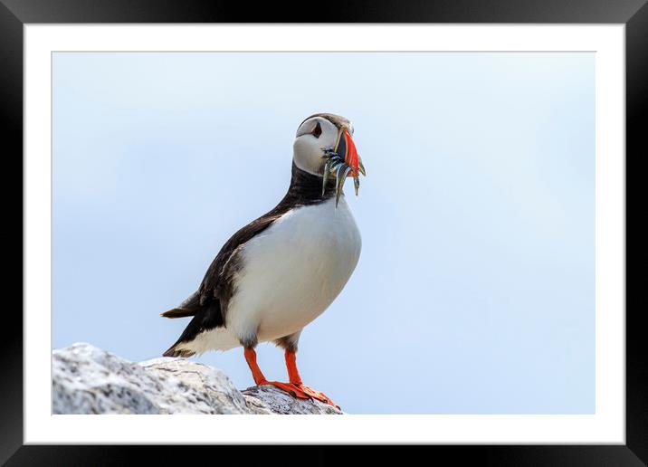Puffins (Fratercula arctica)  Framed Mounted Print by chris smith