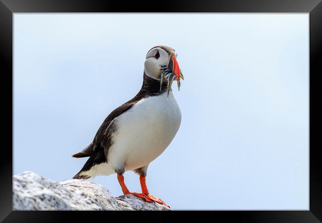 Puffins (Fratercula arctica)  Framed Print by chris smith