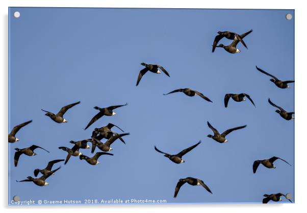 Flight of Brent Geese Acrylic by Graeme Hutson
