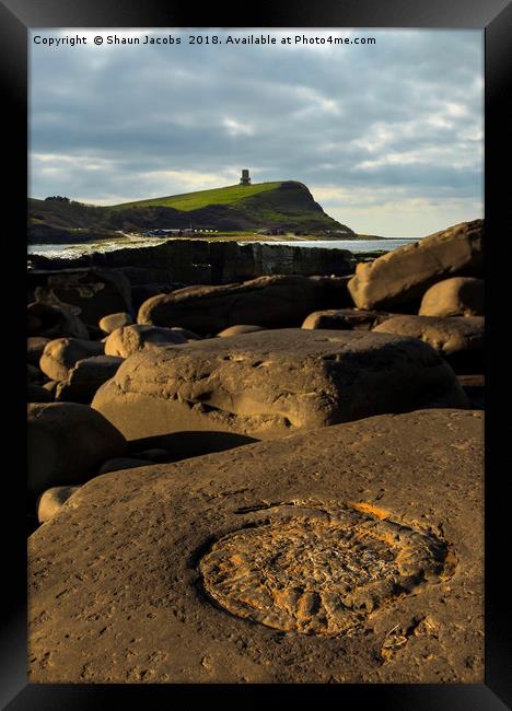 Kimmeridge beach ammonite  Framed Print by Shaun Jacobs