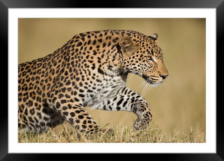 Leaping leopard Framed Mounted Print by Villiers Steyn