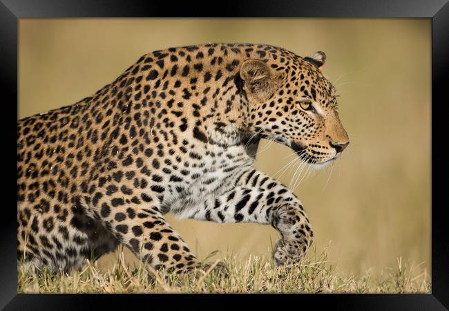 Leaping leopard Framed Print by Villiers Steyn
