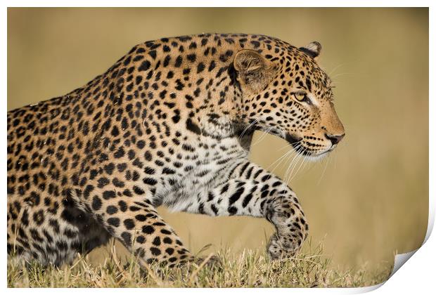 Leaping leopard Print by Villiers Steyn