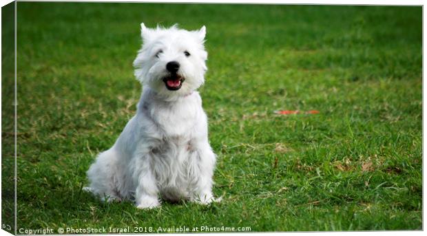 West Highland White Terriers Canvas Print by PhotoStock Israel