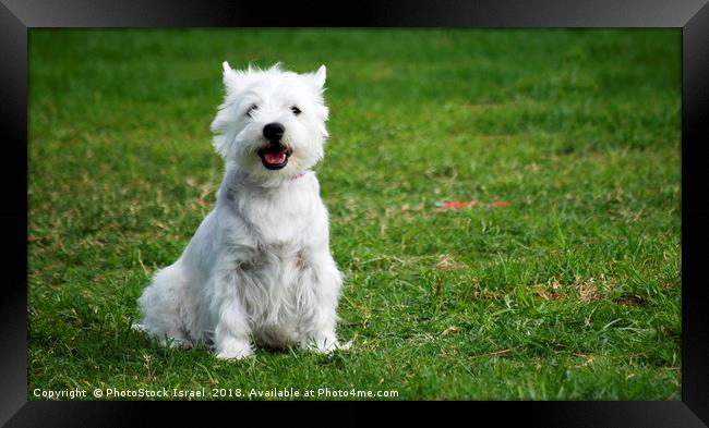 West Highland White Terriers Framed Print by PhotoStock Israel