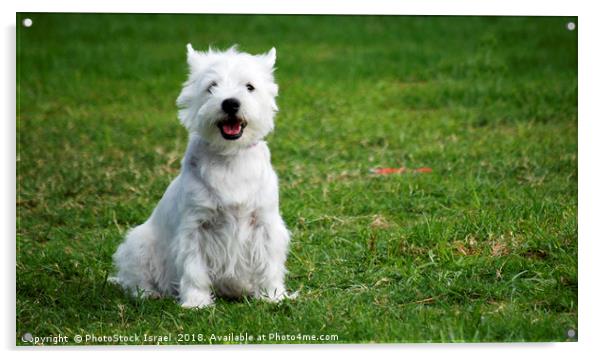 West Highland White Terriers Acrylic by PhotoStock Israel