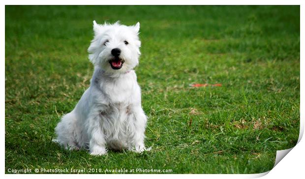 West Highland White Terriers Print by PhotoStock Israel