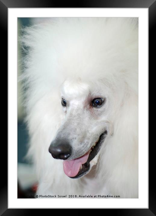 standard white poodle  Framed Mounted Print by PhotoStock Israel
