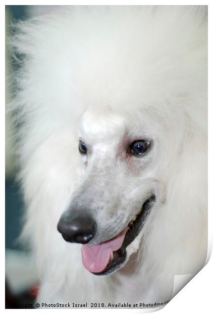 standard white poodle  Print by PhotoStock Israel