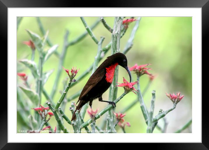 sunbird, Lake Manyara National Park Framed Mounted Print by PhotoStock Israel