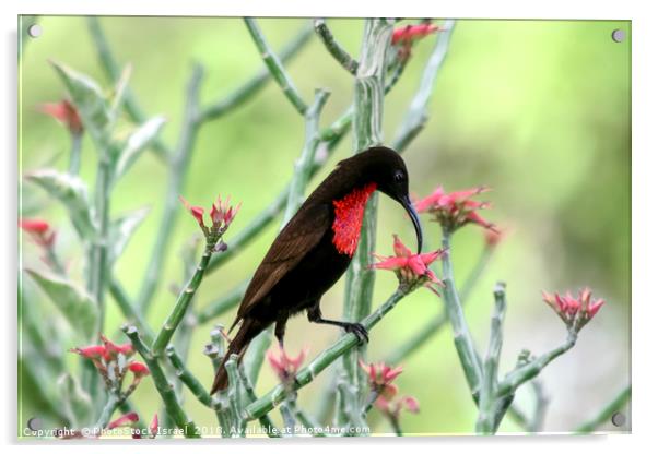 sunbird, Lake Manyara National Park Acrylic by PhotoStock Israel