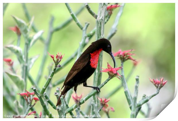 sunbird, Lake Manyara National Park Print by PhotoStock Israel