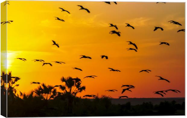 Africa, Kenya, birds at sunset Canvas Print by PhotoStock Israel