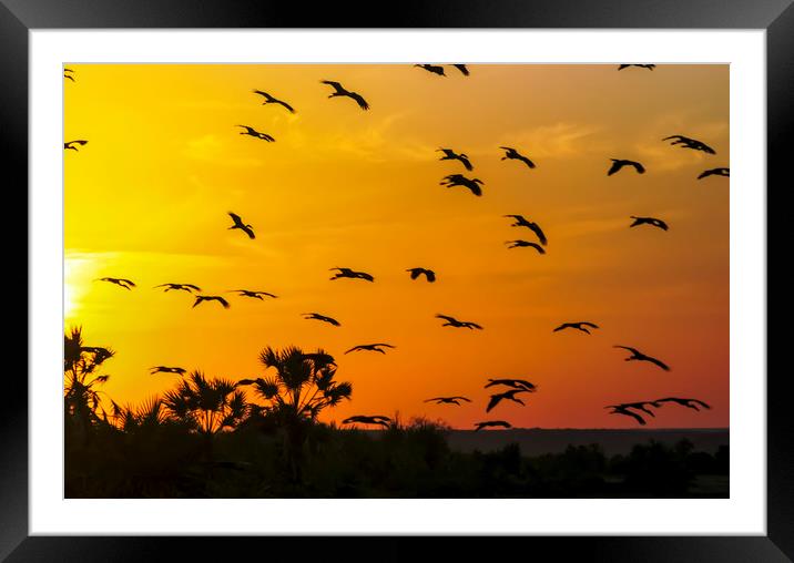 Africa, Kenya, birds at sunset Framed Mounted Print by PhotoStock Israel