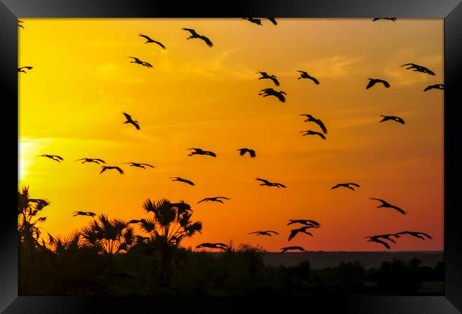Africa, Kenya, birds at sunset Framed Print by PhotoStock Israel