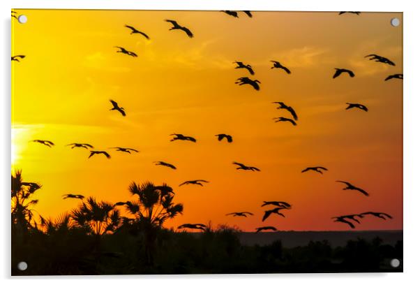 Africa, Kenya, birds at sunset Acrylic by PhotoStock Israel