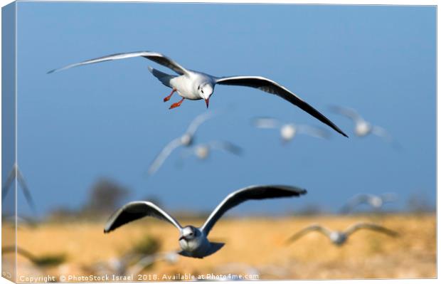 Black-headed Gull (Larus ridibundus) Canvas Print by PhotoStock Israel