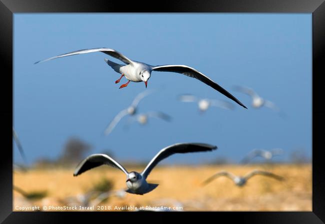 Black-headed Gull (Larus ridibundus) Framed Print by PhotoStock Israel