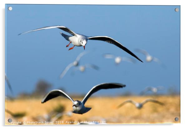 Black-headed Gull (Larus ridibundus) Acrylic by PhotoStock Israel