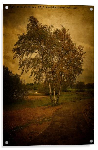 A Single Birch Tree Acrylic by rawshutterbug 
