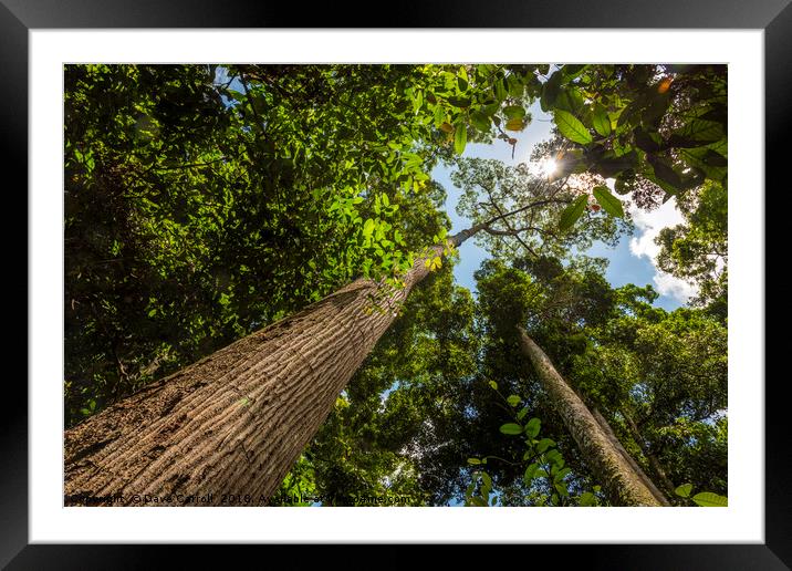 Rainforest : South East Asia Framed Mounted Print by Dave Carroll