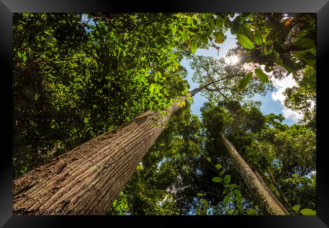 Rainforest : South East Asia Framed Print by Dave Carroll