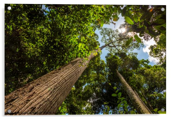 Rainforest : South East Asia Acrylic by Dave Carroll