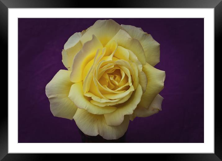 Yellow Rose On Purple Framed Mounted Print by James Lavott