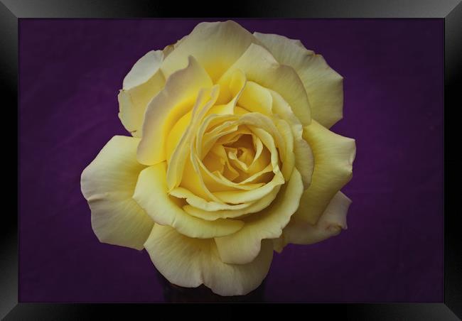 Yellow Rose On Purple Framed Print by James Lavott