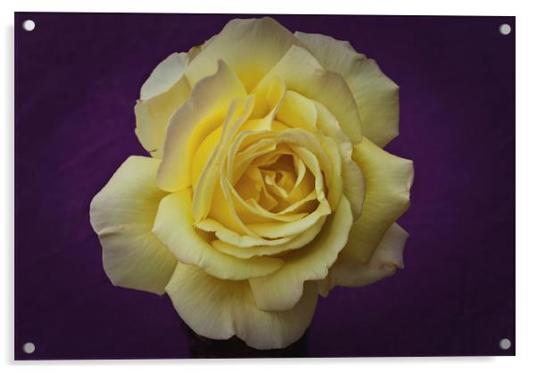 Yellow Rose On Purple Acrylic by James Lavott