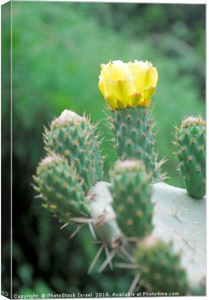 Flowering Indian Fig Opuntia Canvas Print by PhotoStock Israel