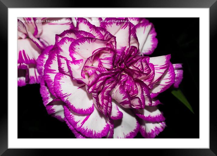 Flowers in the dark Framed Mounted Print by Derrick Fox Lomax
