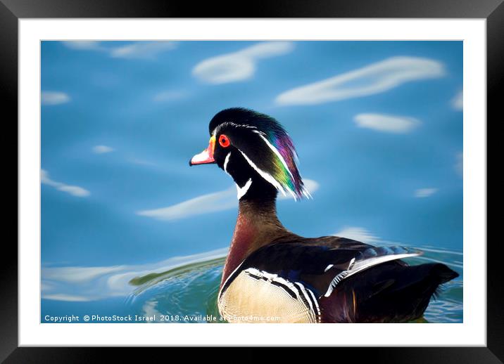 male wood duck in a pond Framed Mounted Print by PhotoStock Israel