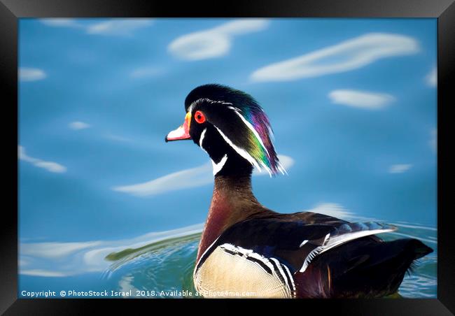male wood duck in a pond Framed Print by PhotoStock Israel