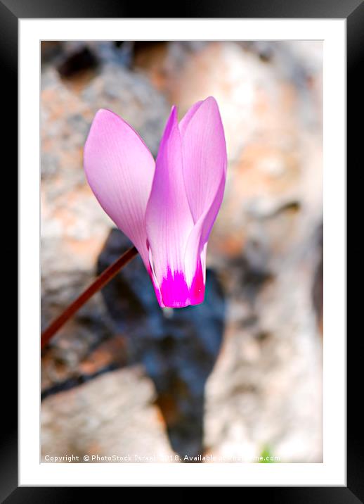 Persian Violet  Framed Mounted Print by PhotoStock Israel