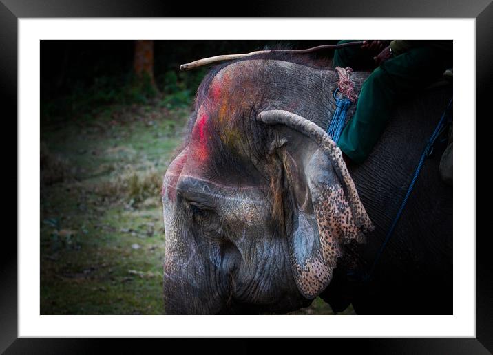 Elephant at Saurah Framed Mounted Print by Ambir Tolang